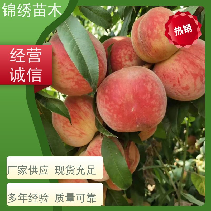 黄桃树苗批发 中桃锦绣黄桃苗 中蟠桃树苗供应嫁接品种多样 产地直供