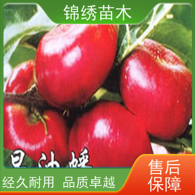 红色水蜜桃蟠桃油桃 锦绣黄桃树苗 繁育基地 种植成活率高 保湿发货