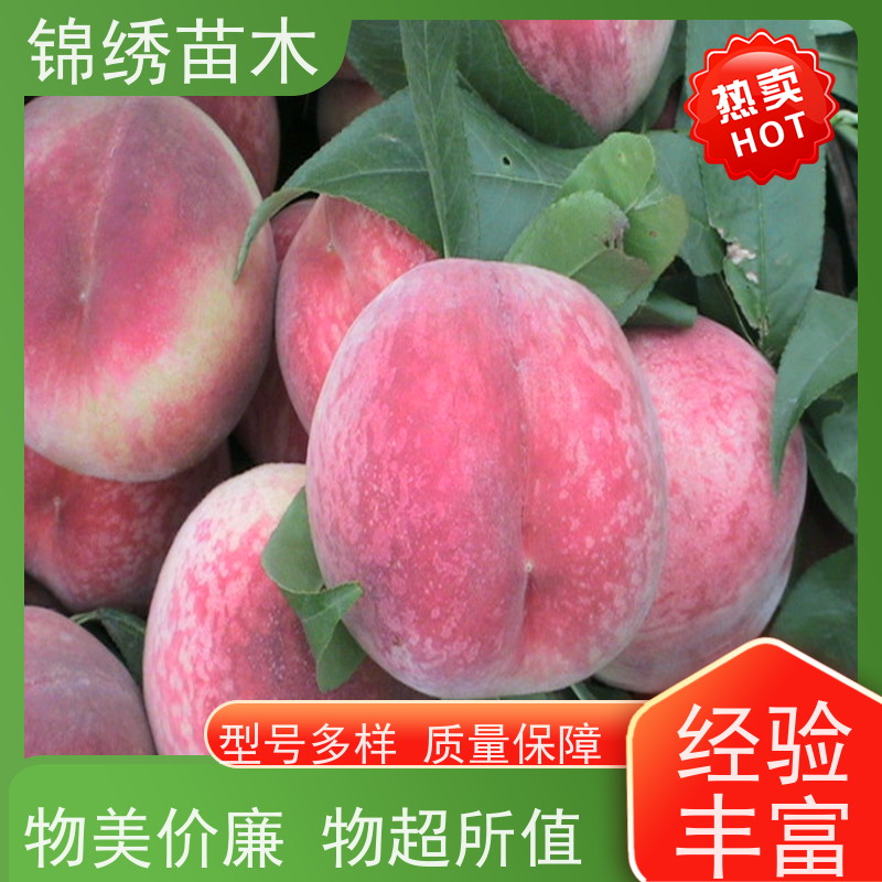 中蟠19桃树苗 珍珠枣油桃三年生3公分 早熟桃苗 一至十公分当年结果
