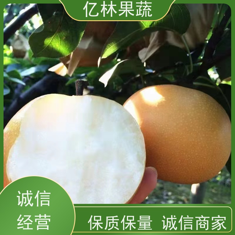 亿林苗木 水晶梨树苗 成活率高 嫁接技术指导 抗寒能力强