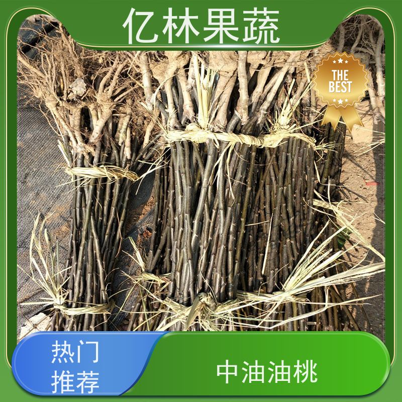 基地培育 红巴梨树苗 成活率高 南北方种植 香酥梨果树