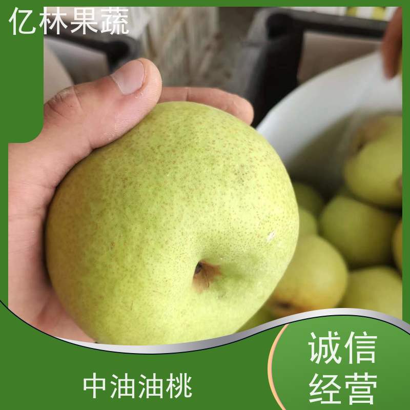 基地供应 根系饱满成活率高 晚熟品种梨 口感脆甜 红香脆梨树苗
