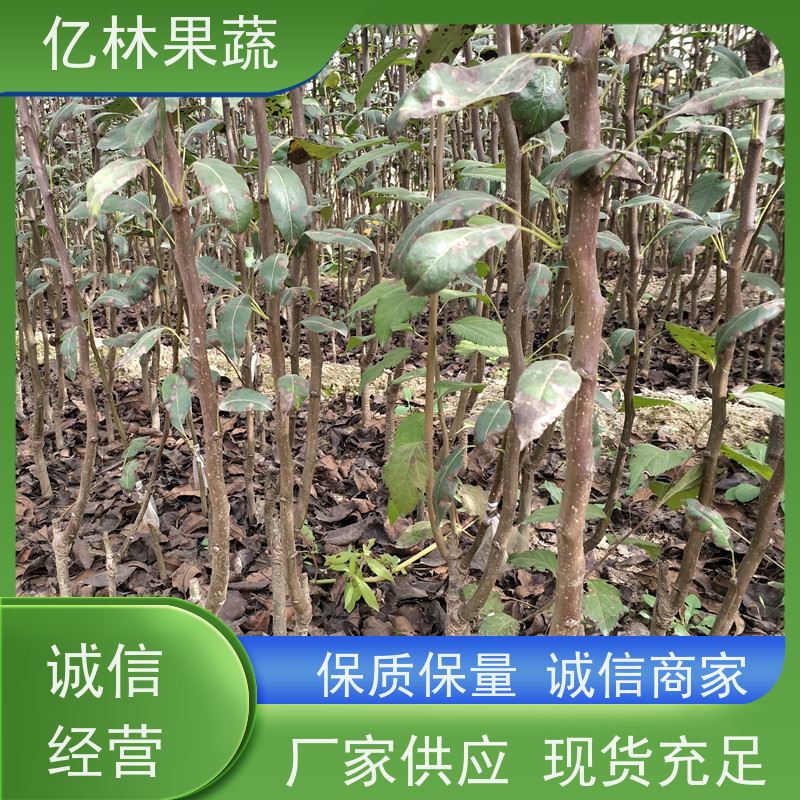 基地供应 圆黄梨树苗 果实饱满味道好 嫁接技术指导 抗寒能力强