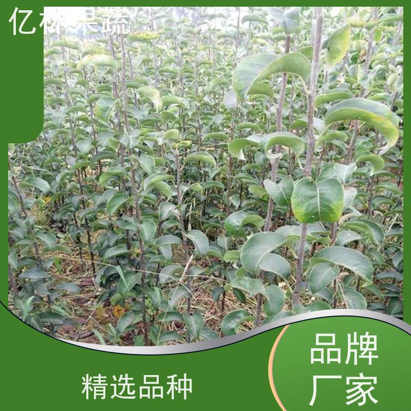 基地培育 圆黄梨树苗 果实饱满味道好 新品种梨苗 香甜可口