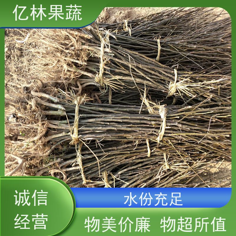 亿林苗木 红星梨树苗 基地直发 南北方种植 香酥梨果树