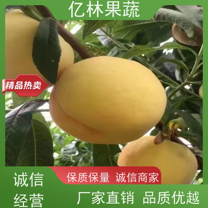 基地供应 黄桃苗 现挖现发 口感香甜 果实饱满味道好