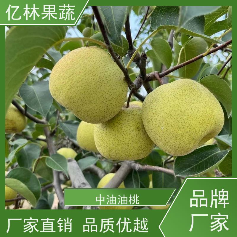 基地供应 油桃苗 现挖现发 口感香甜 易栽培桃树苗