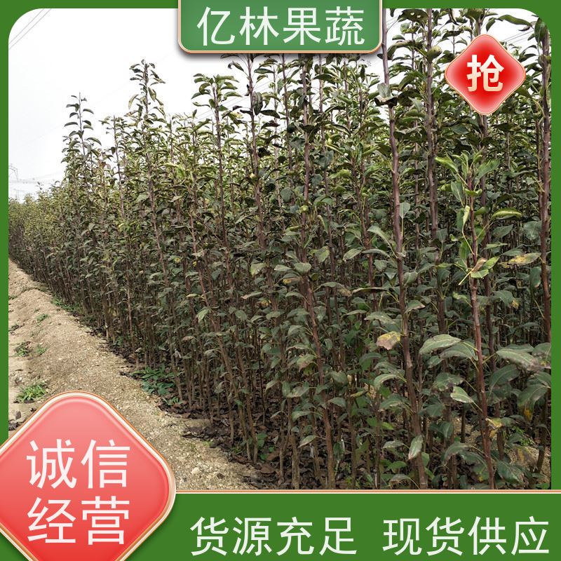 亿林苗木 基地直发 晚熟品种梨 口感脆甜 砀山酥梨树苗