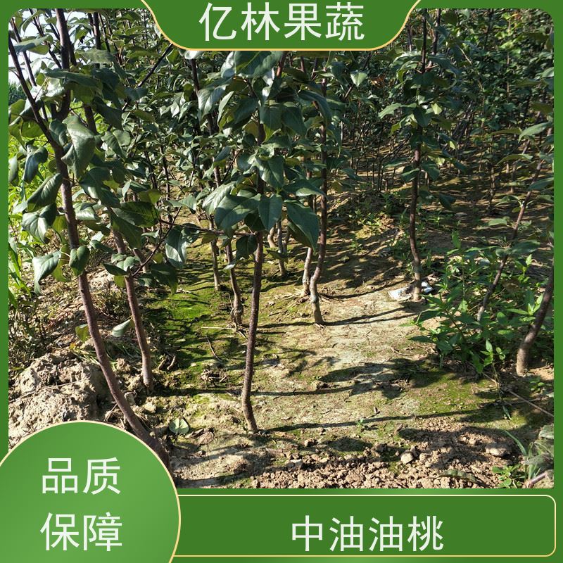 亿林苗木 成活率高 中梨系列梨树苗 三公分现挖现发 品种齐全