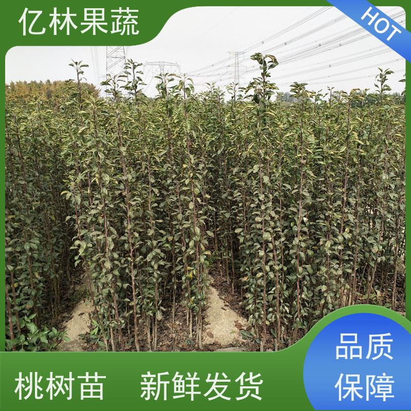 基地培育 黄桃苗 园林绿化果树苗 抗寒能力强 根系饱满成活率高