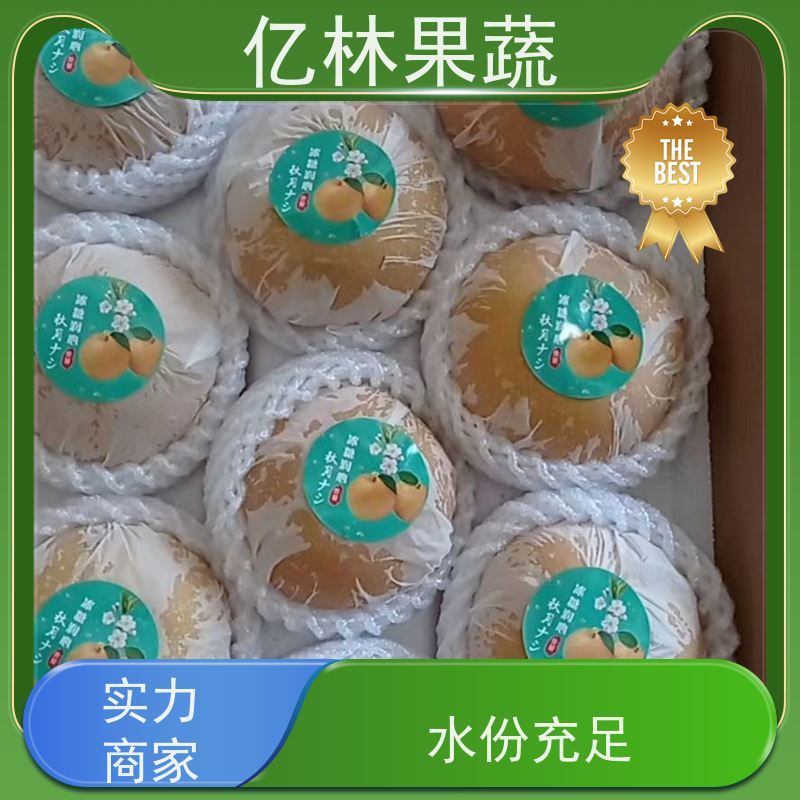 基地供应 金二十世纪树苗 成活率高 特产果树梨幼苗