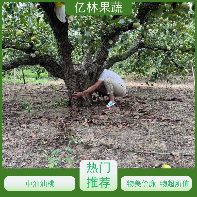 基地培育 油桃苗 三公分现挖现发 品种齐全 易栽培桃树苗