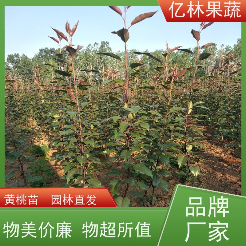 亿林苗木 黄金梨树苗 基地培育 南北方种植 香酥梨果树