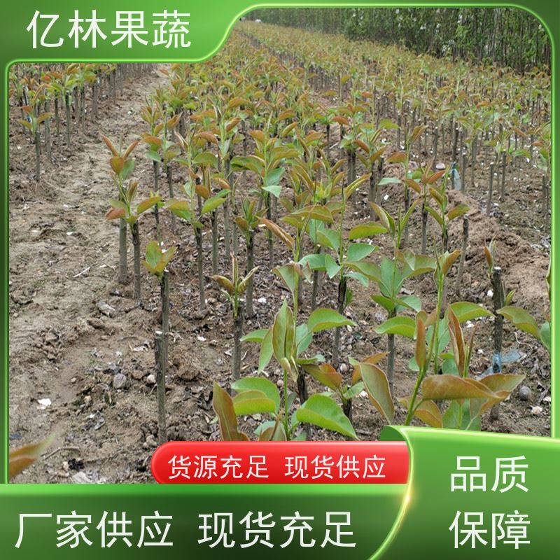 亿林苗木 冬桃苗 晚熟品种桃 口感脆甜 易栽培桃树苗
