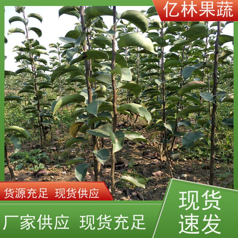 亿林苗木 嫁接梨树苗 成活率高 晚熟品种梨 口感脆甜