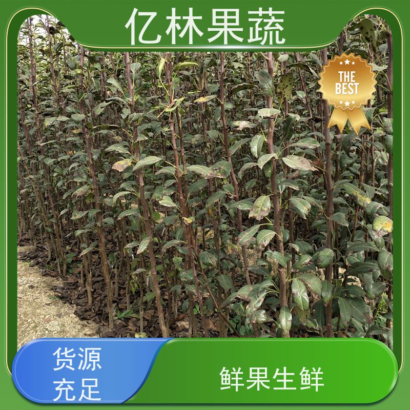 亿林苗木 黄冠梨树苗 果实饱满味道好 新农酥梨 现挖现发