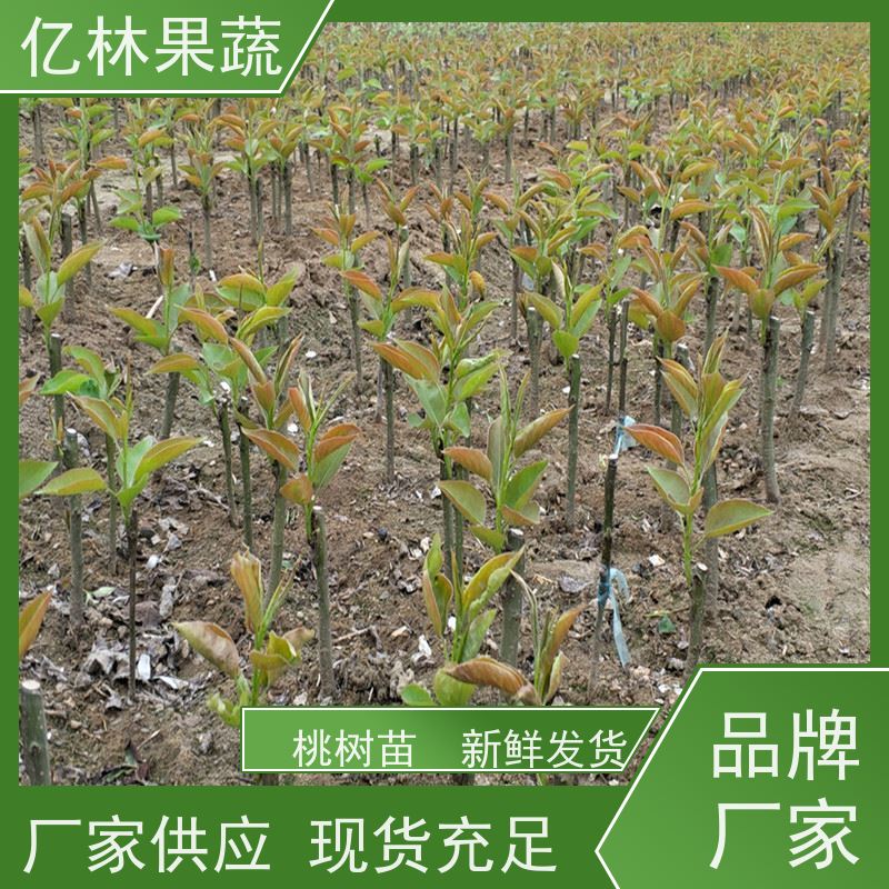 亿林苗木 秋彤桃 现挖现发新鲜 粗两公分 成活率高