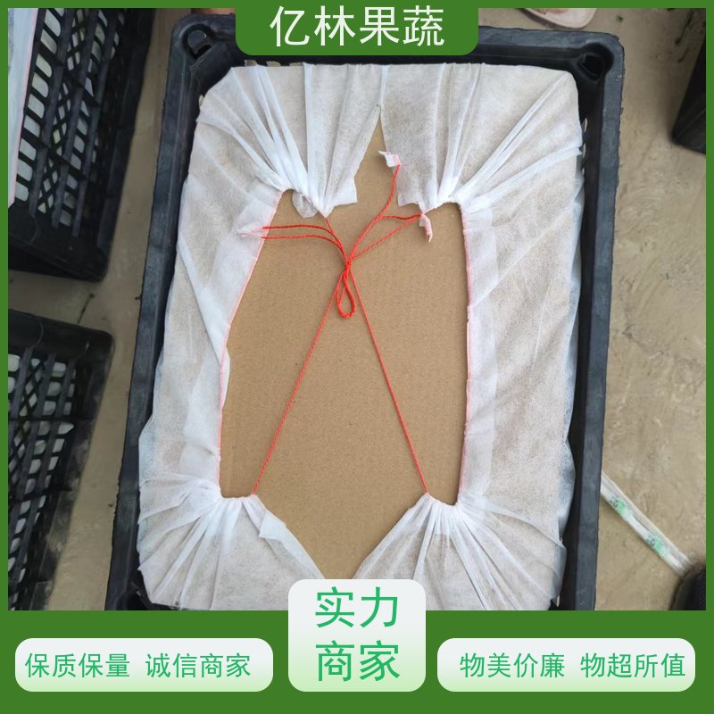 亿林苗木 中秋红梨树苗 基地培育 黄尊蜜梨 口感香甜