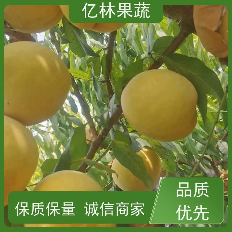 基地培育 黄桃苗 园林绿化果树苗 抗寒能力强 根系饱满成活率高