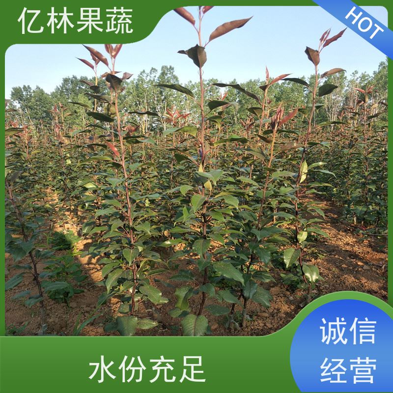 基地供应 秋彤桃 晚熟品种桃 口感脆甜 易栽培桃树苗
