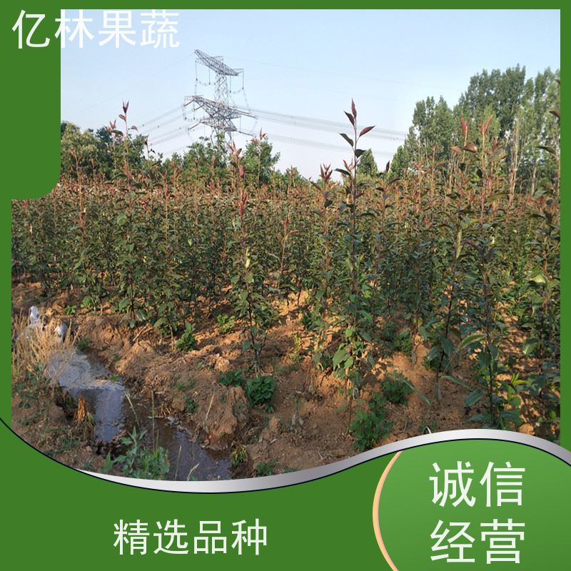 亿林苗木 圆黄梨树苗 基地直发 特产果树梨幼苗