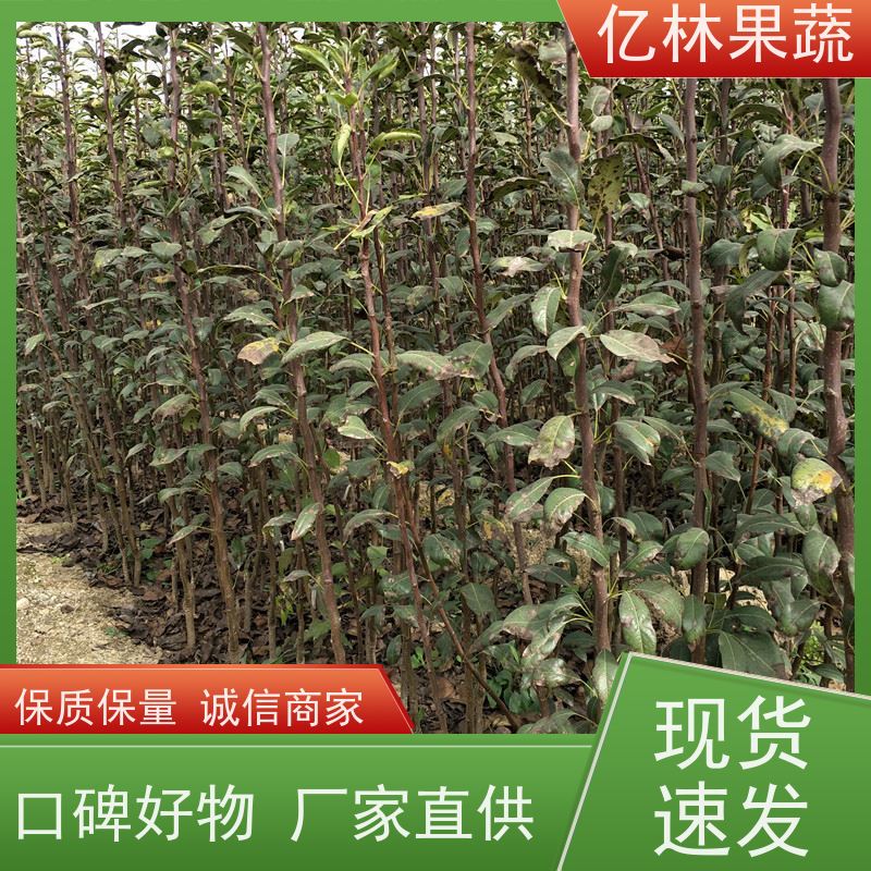 基地供应 桃树苗 晚熟品种桃 口感脆甜 成活率高
