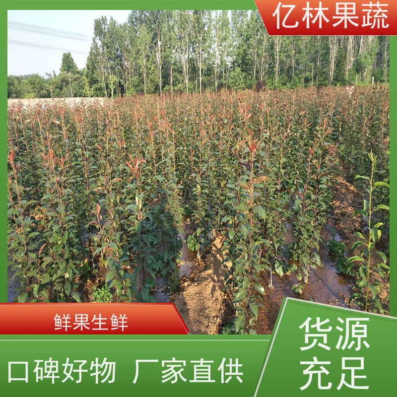 亿林苗木 冬桃苗 盆栽地栽庭院桃树苗苗 根系饱满成活率高