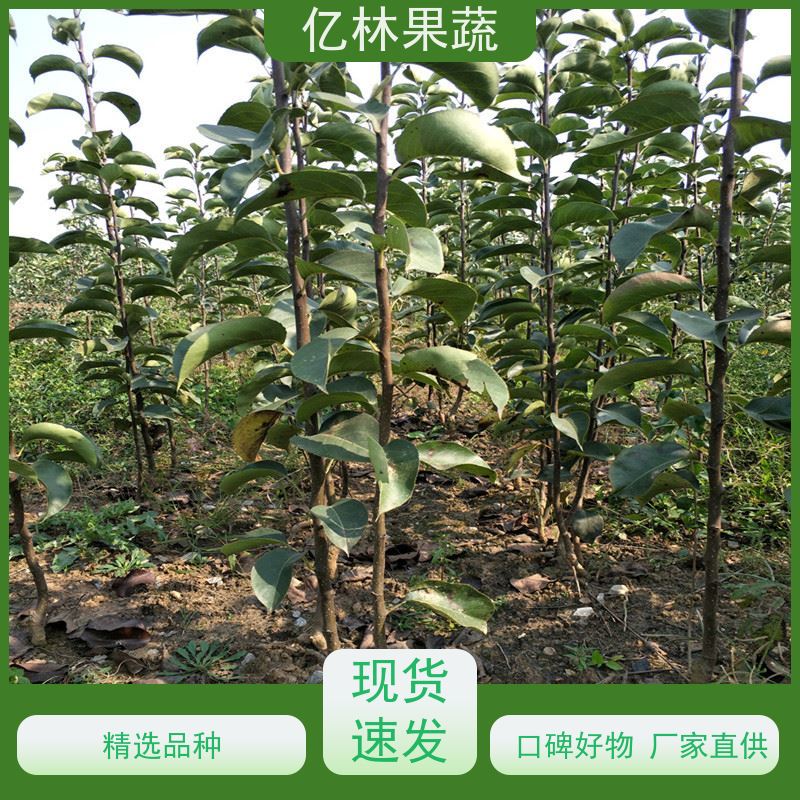 亿林苗木 红巴梨树苗 根系饱满成活率高 盆栽地栽庭院红香酥梨苗