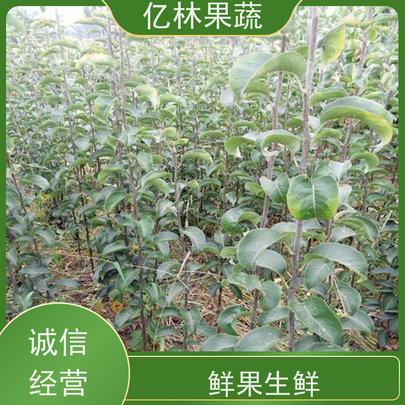 亿林苗木 根系饱满成活率高 盆栽地栽庭院红香酥梨苗 黄金梨树苗