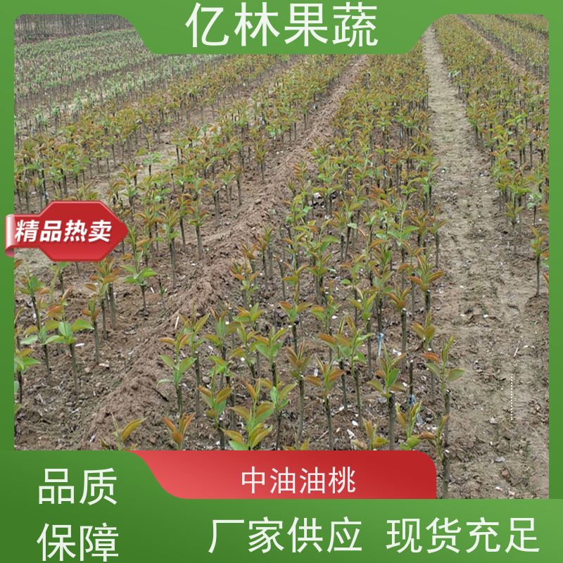 基地供应 黄桃苗 晚熟品种桃 口感脆甜 果实饱满味道好