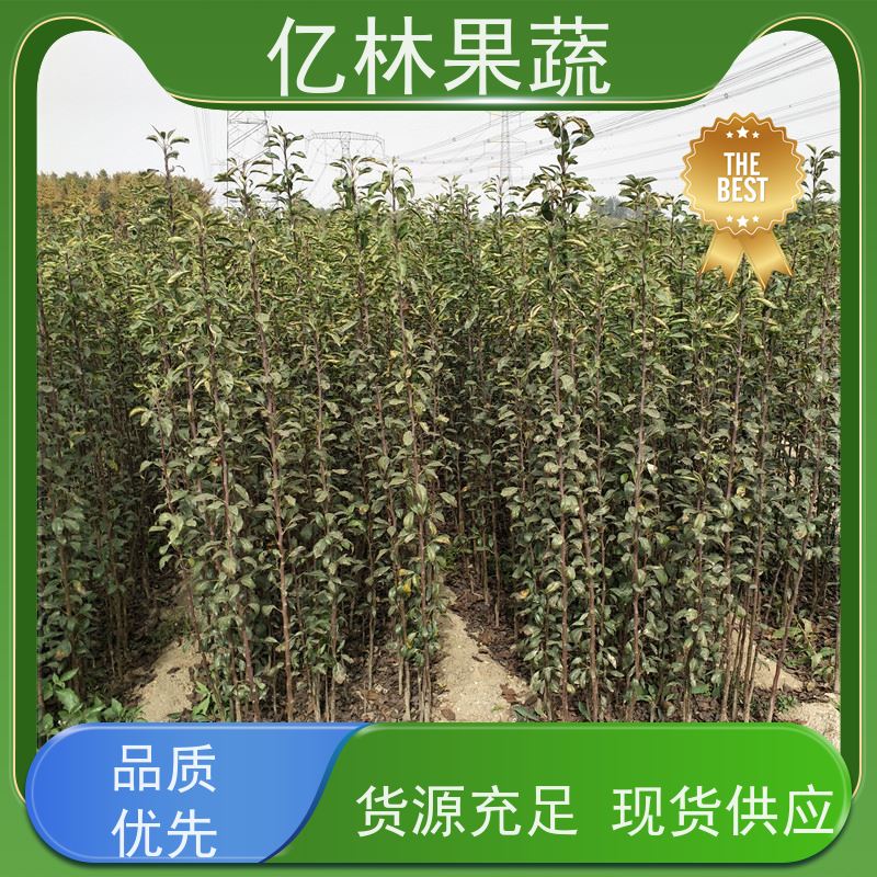 亿林苗木 根系饱满成活率高 盆栽地栽庭院红香酥梨苗 红星梨树苗