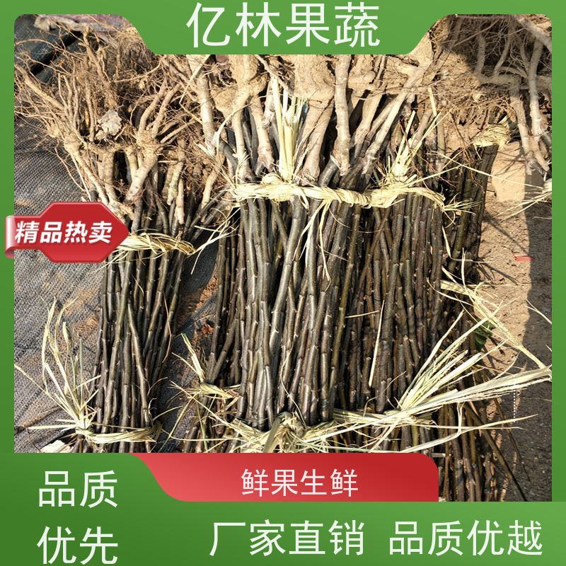 基地培育 黄桃苗 三公分现挖现发 品种齐全 果实饱满味道好