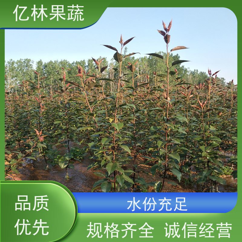 亿林苗木 黄桃苗 南北方种植 桃树果树苗 果实饱满味道好
