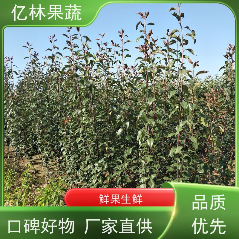 基地供应 园林嫁接桃苗 南北方种植 桃树果树苗 果实饱满味道好