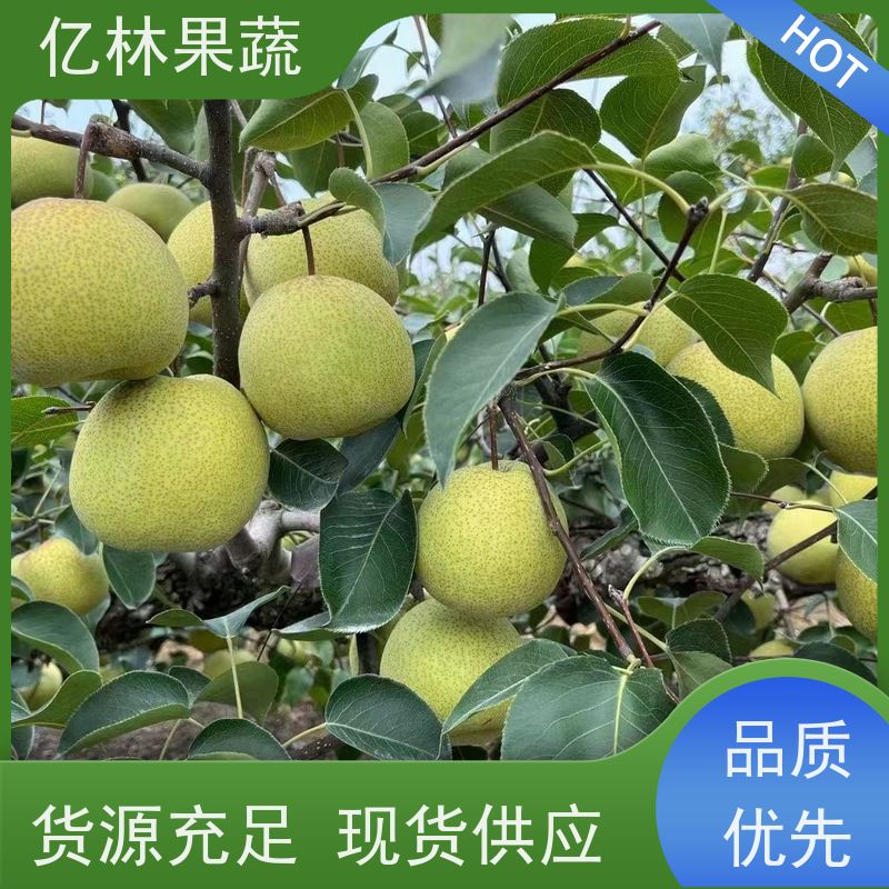 基地供应 红巴梨树苗 成活率高 特产果树梨幼苗
