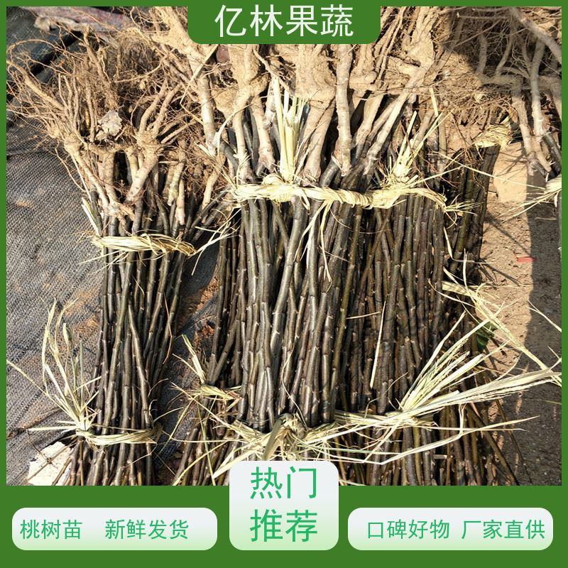亿林苗木 基地直发 嫁接技术指导 抗寒能力强 红香酥梨树苗