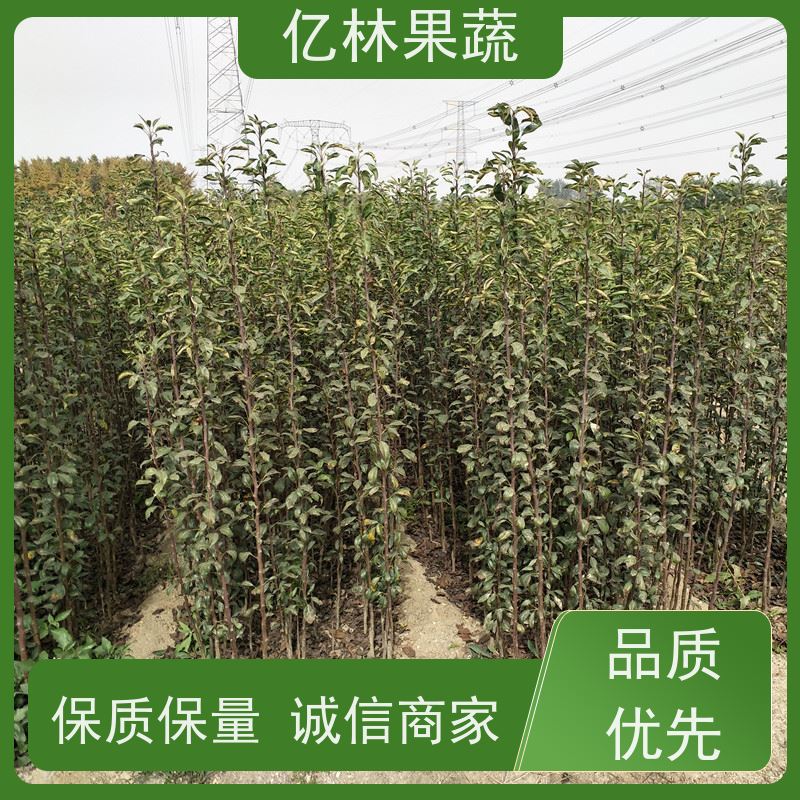 亿林苗木 嫁接梨树苗 果实饱满味道好 新品种梨苗 香甜可口