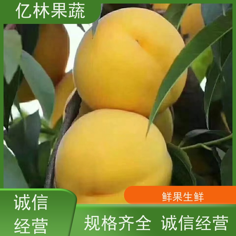 基地供应 园林嫁接桃苗 三公分现挖现发 品种齐全 根系饱满成活率高