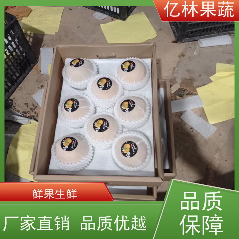 基地供应 黄金梨树苗 成活率高 特产果树梨幼苗