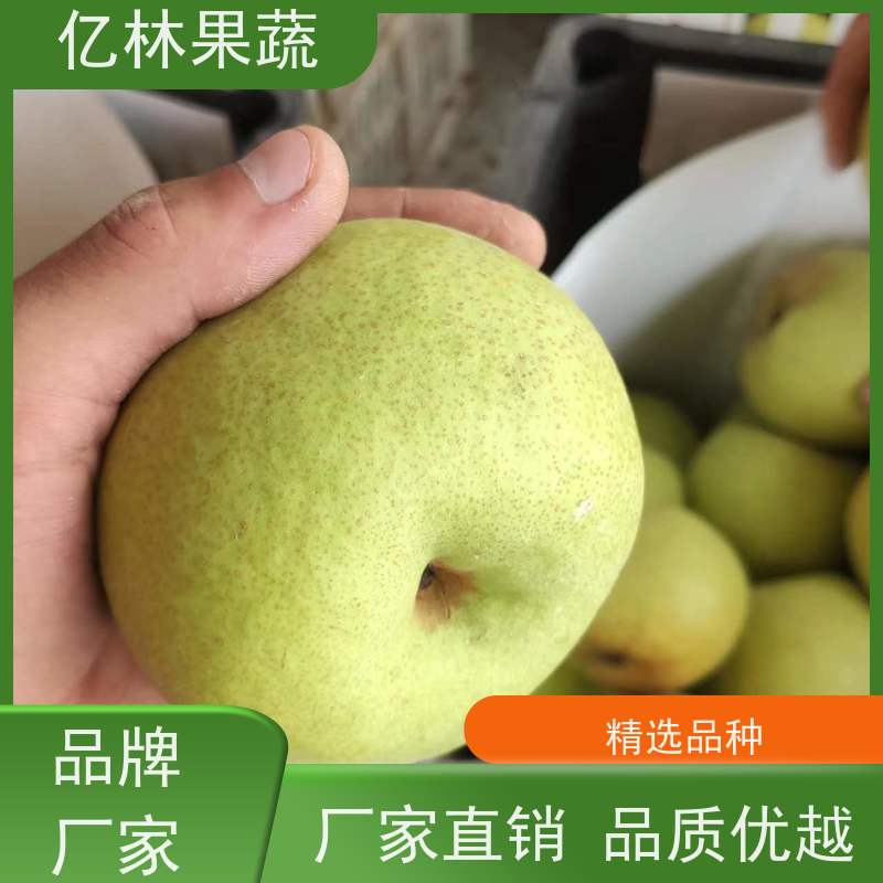 亿林苗木 绿宝石梨树苗 成活率高 三公分现挖现发 品种齐全