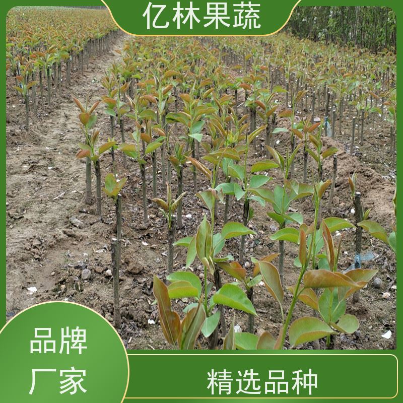 亿林苗木 成活率高 特产果树梨幼苗 红香酥梨树苗