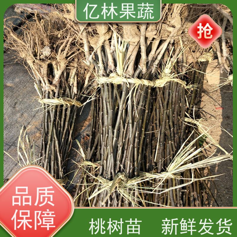 基地供应 果实饱满味道好 新品种梨苗 香甜可口 金二十世纪树苗