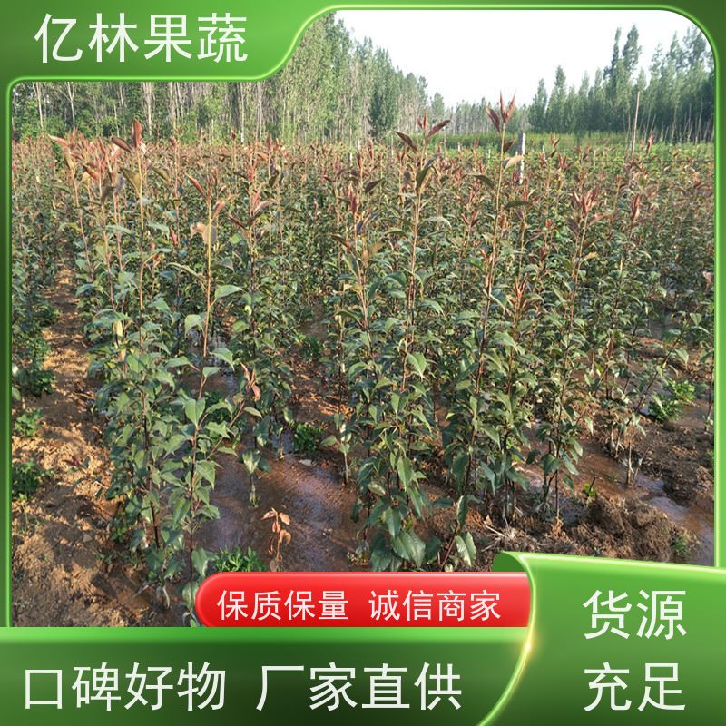 亿林苗木 冬桃苗 盆栽地栽庭院桃树苗苗 成活率高
