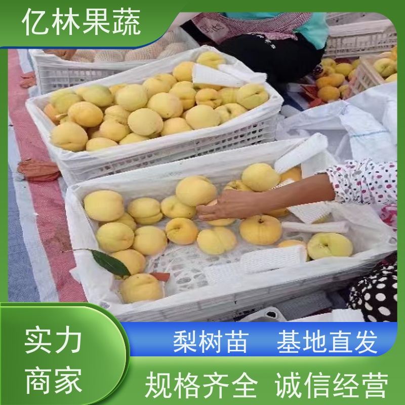 基地供应 根系饱满成活率高 新品种梨苗 香甜可口 七月酥梨树苗