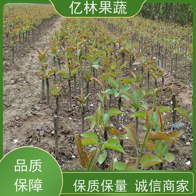 基地供应 中华玉梨树苗 果实饱满味道好 新品种梨苗 香甜可口