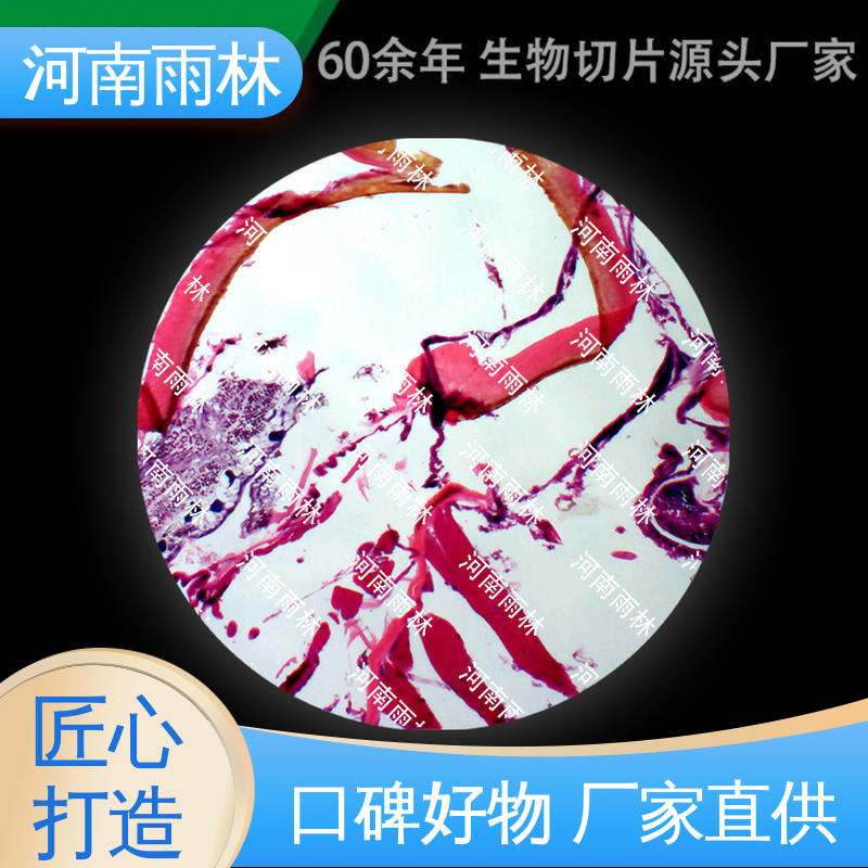 显微切片 质量保障 售后无忧 支持定制 雨林生物