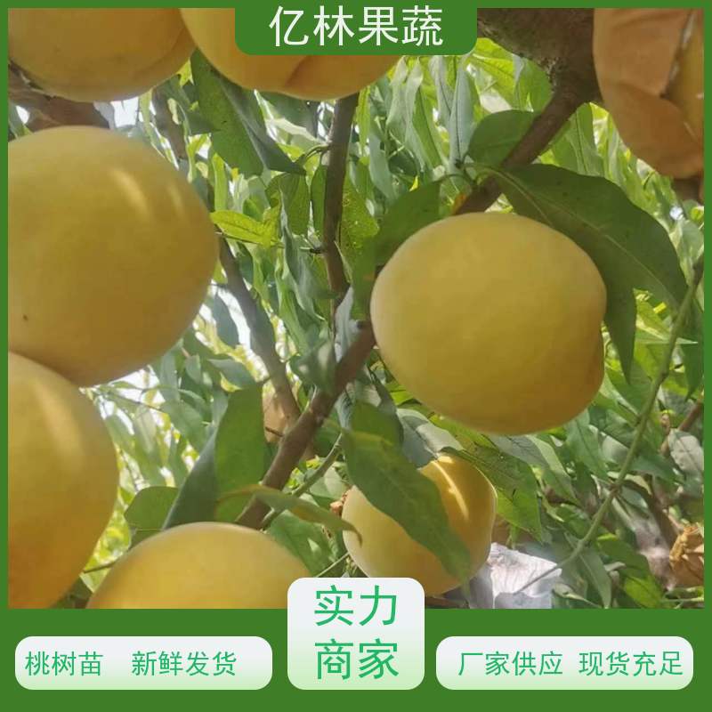 亿林苗木 园林嫁接桃苗 盆栽地栽庭院桃树苗苗 成活率高