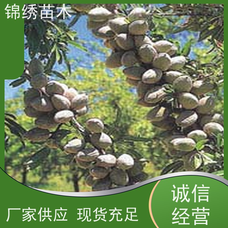 黄蟠桃苗品种纯正 1-3公分桃树苗 中蟠15号-19号优选 嫁接苗产地供应