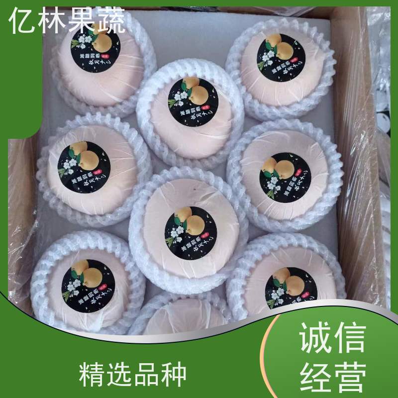 基地供应 冬桃苗 特产果树桃幼苗 果实饱满味道好