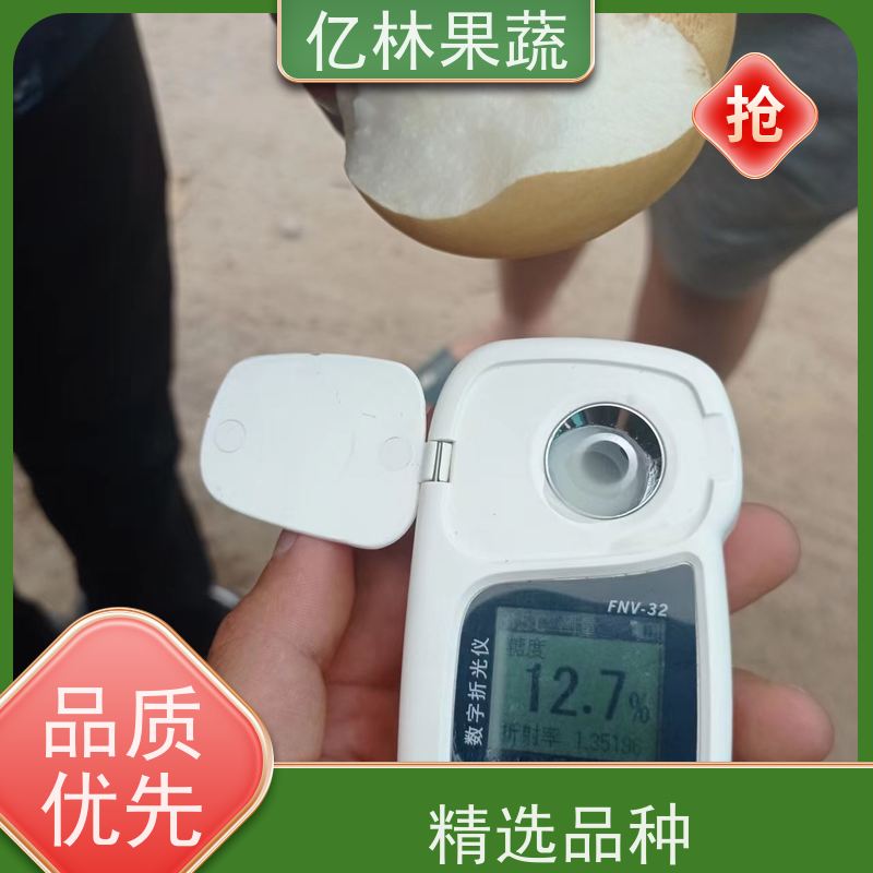 基地培育 冬桃苗 三公分现挖现发 品种齐全 根系饱满成活率高